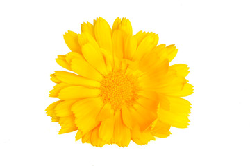 Yellow English marigold isolated on white