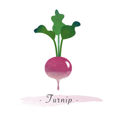 Colorful watercolor texture vector healthy vegetable turnip