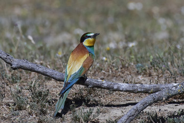 European bee-eater (Merops apiaster)