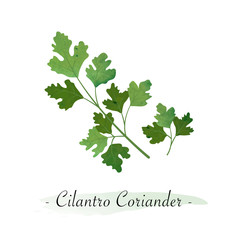 Colorful watercolor texture vector healthy vegetable cilantro coriander