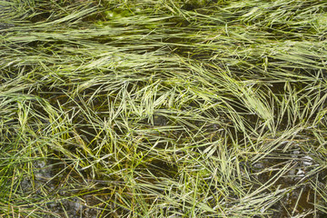 Gras Schilf Überschwemmung