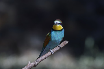 European bee-eater (Merops apiaster)