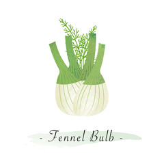 Colorful watercolor texture vector healthy vegetable fennel bulb