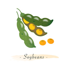 Colorful watercolor texture vector healthy vegetable soybean