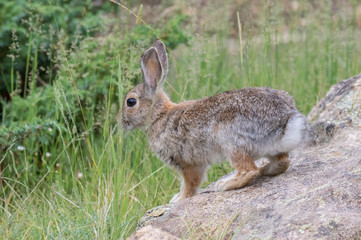 Naklejka na ściany i meble Cottontail rabbit in Rocky Mountain National Park