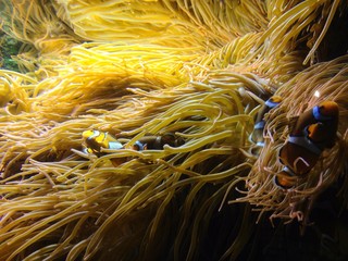National marin aquarium plymouth 