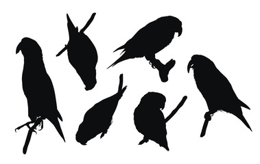 Set of black vector silhouettes of parrots sitting on branch