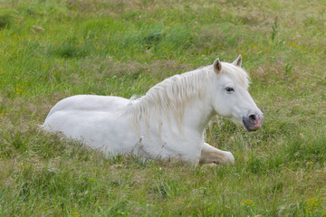     White horse lying in a field 