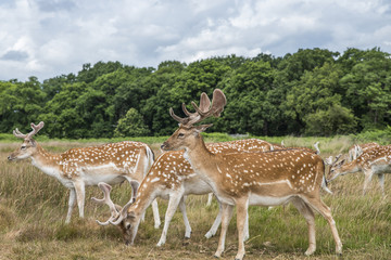 Cervi in libertà a richmond park Londra