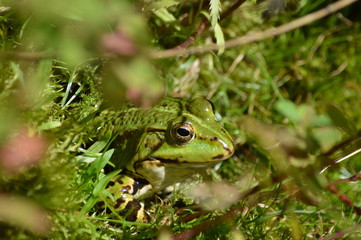 Teichfrosch