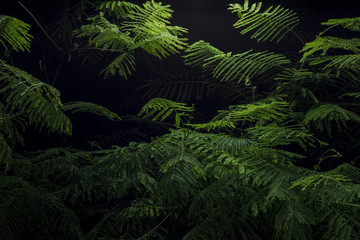 Mimosa tree lush green branches with fern like leaves lighted at night
