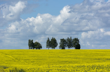field of yellow rape flowers, the trees on the horizon, the sky with clouds, rural landscape