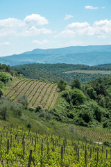 Fototapeta na wymiar Vines in Tuscany. Grape fields in the countryside of Tuscany in the spring, Italy