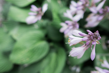 Inflorescence of dainty pale purple flowers