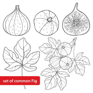 Vector set with outline Common Fig or Ficus carica fruit. Slice, leaf and branch isolated on white background. Perennial subtropical plant in contour style for exotic summer design and coloring book.