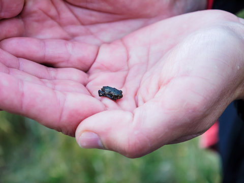 Tiny frog sitting on a man's palm. Sands of Forvie Natural Nature Reserve, Aberdeenshire, Scotland, UK