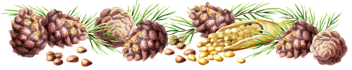 Сedar nuts and cones panoramic image