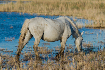 Fototapeta premium White horse drinking in the swamps 