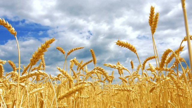 Ears of golden wheat and a blue cloudy sky