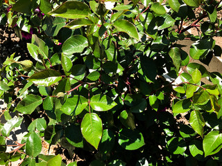 Green leaves and stems of roses.