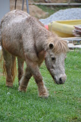 Fototapeta premium Pony