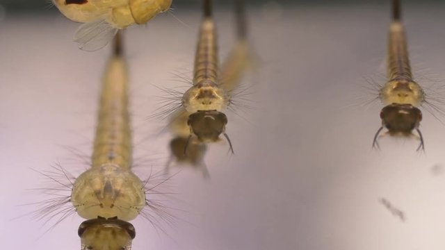 mosquito larvae