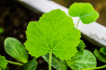 The landscape in the garden is light green leaves are part of nature look and feel fresh.