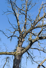 Old dry oak tree on blue sky background