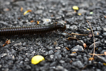 Millipede walking on ground close up