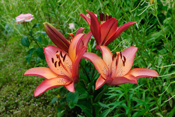 Pink lilly in the garden