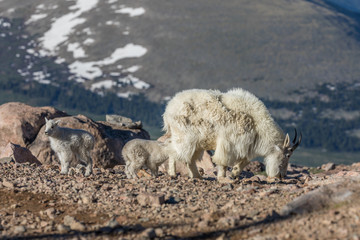 Fototapeta premium Mountain Goat Nanny and Cute Kids