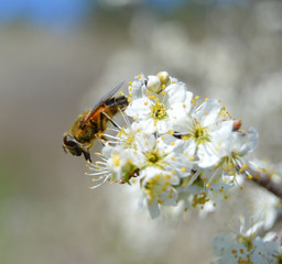 abeille
