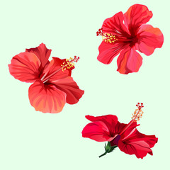 Three red hibiscus flowers - obrazy, fototapety, plakaty