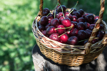 Closeup of cherries in a basket. basket with picked cherries
