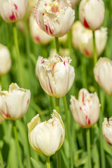 Obraz na płótnie Canvas field of white tulips