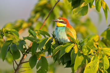Bee eater sits on a branch.Colorful photo with soft morning light.