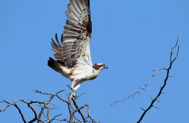 The wounded osprey takes off from the tree.The identifications signs of the bird and the structure of the feathers are clearly visible.Close up shots.