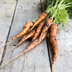 fresh carrots bunch on wood. Bunch of fresh carrots with green leaves. Raw food ingredients