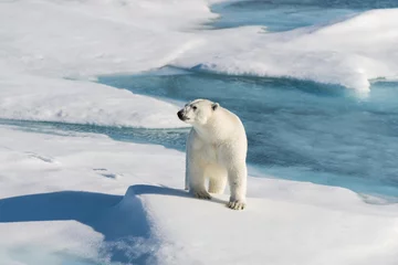 Cercles muraux Ours polaire Ours polaire sur la banquise