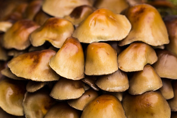 Mushroom hats in the forest