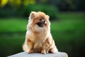 adorable red pomeranian spitz dog posing outdoors