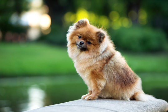 adorable red pomeranian spitz dog posing outdoors