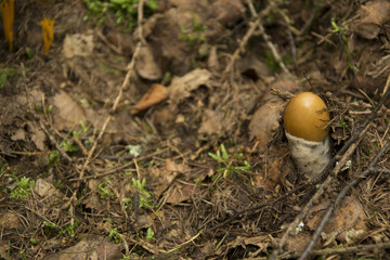 Phallus impudicus, young mushroom