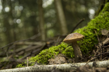 Leccinum scabrum, forest mushroom