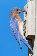Eastern Bluebird on a nestbox