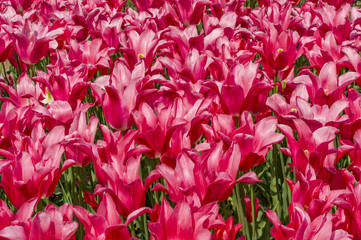 field of pink tulips background