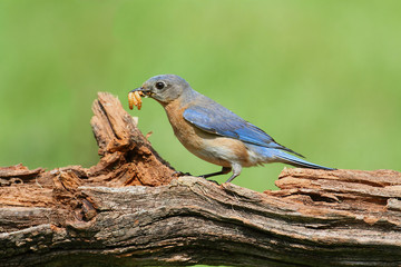 Eastern Bluebird