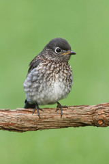 Baby Eastern Bluebird