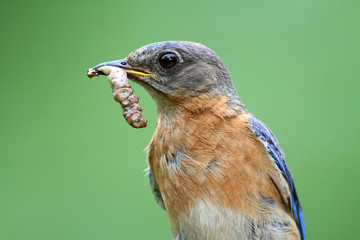 Eastern Bluebird