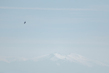 Buitre leonado volando